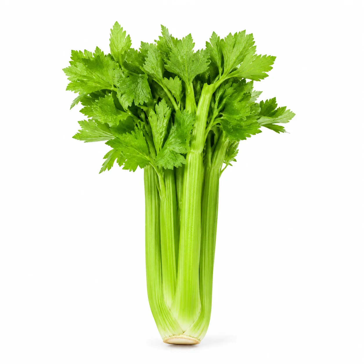 Сельдерей
